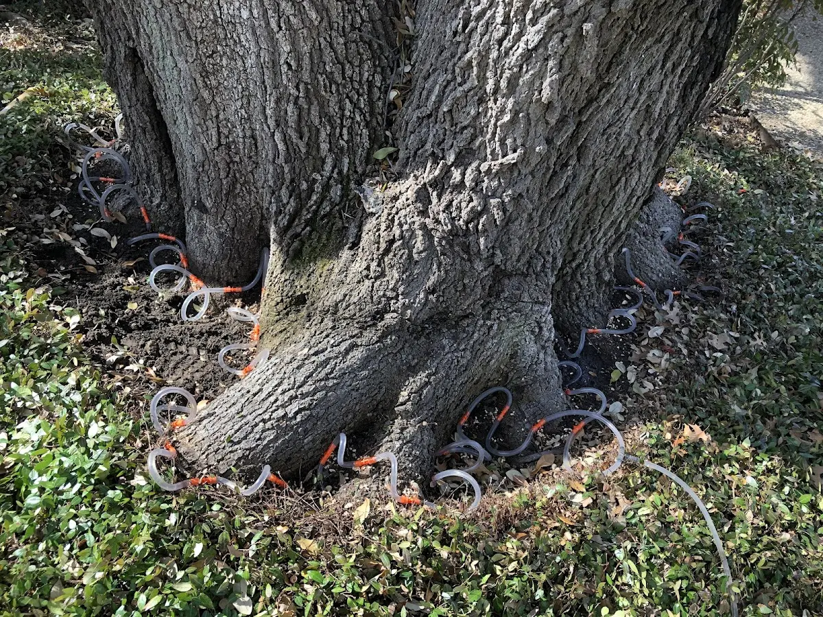 Detailed Tree Cabling and Bracing job site in Rising Fawn