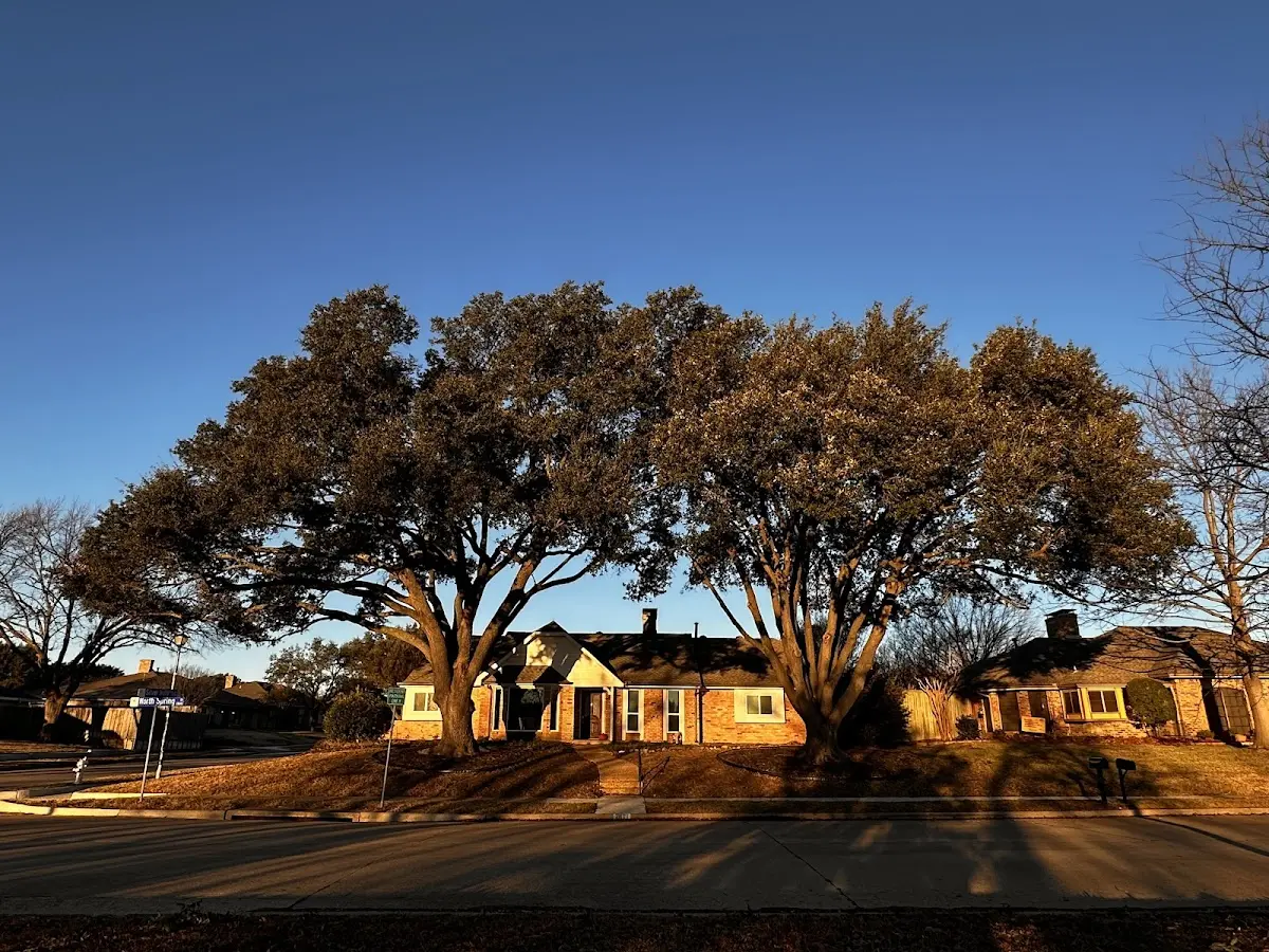 Established residential canopy tree shading a home in Rising Fawn
